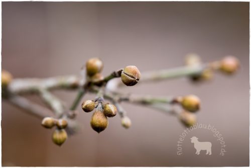 BIWYFI/ DANKBARKEIT IM JANUAR