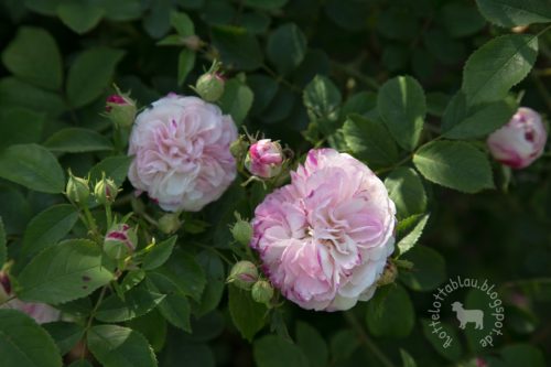 Rosarium Sangerhausen 2014