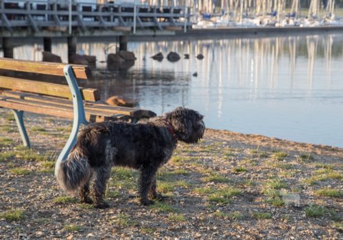 Hunderunde im September