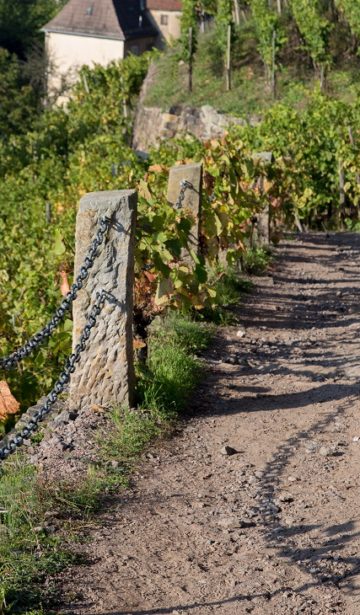 Dem sächsischen Wein auf der Spur…