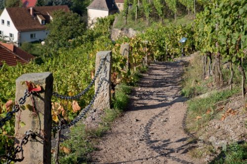 Dem sächsischen Wein auf der Spur…