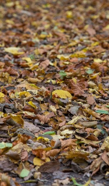 Herbstspaziergang