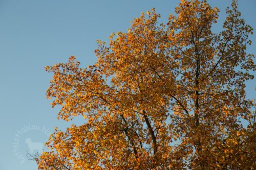 Der Herbst ist verschwenderisch…