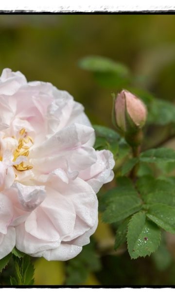 Einen letzter Blick in den Garten…