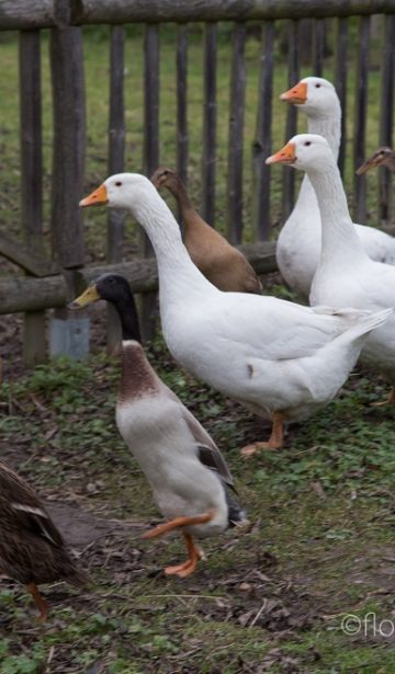 Toleranz…eine Sonntagsfreude