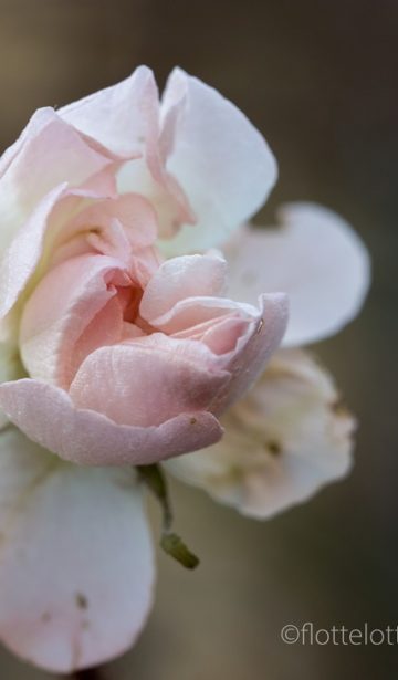 Der Garten im Januar…