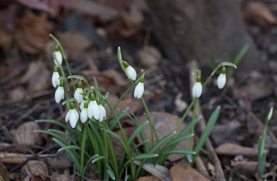 Wilder Garten Im Februar Heute Macht Der Himmel Blau