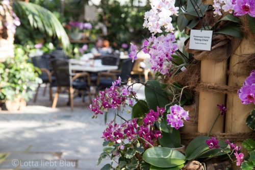 Himmlische Orchideen