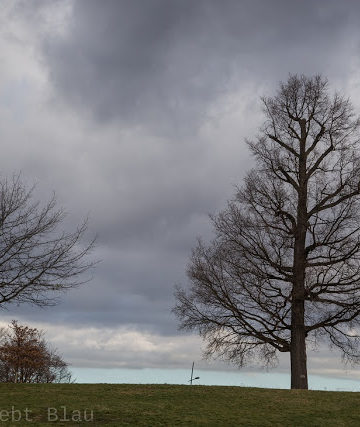 Mein Freund der Baum