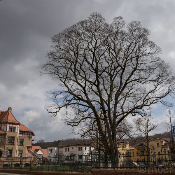 Baum in Grimma