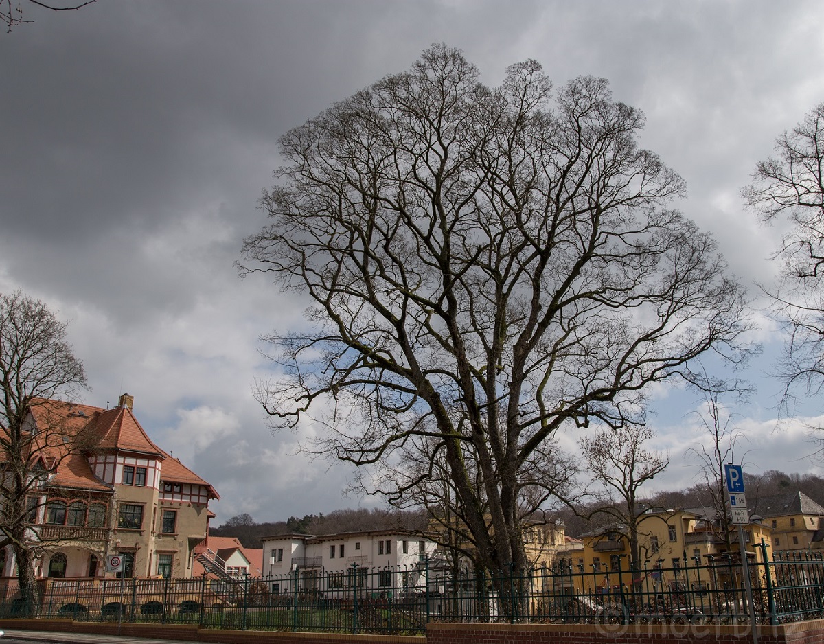 Baum in Grimma