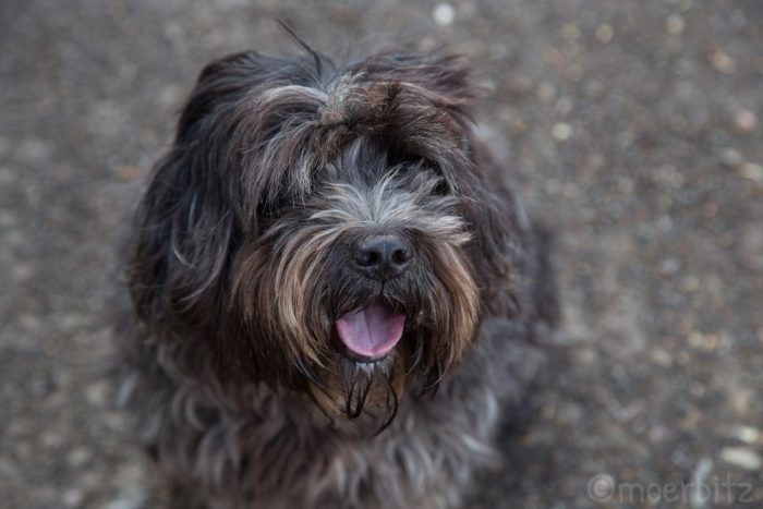 Hund Josef