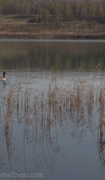 Blick auf den See