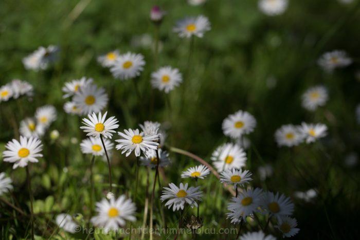 Gänseblümchen