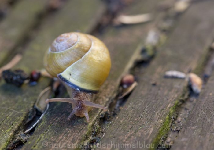 Schnecke