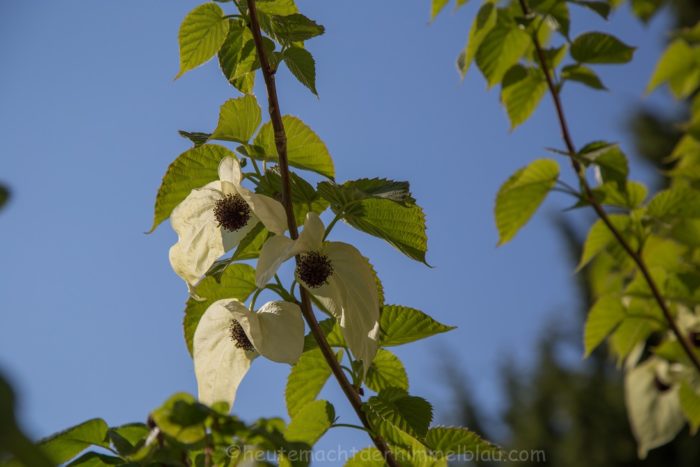 Taschentuchbaum
