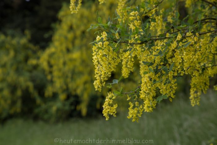 Gelbe Blüten