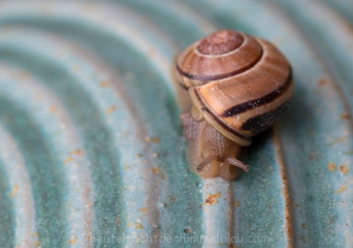 Schnecke