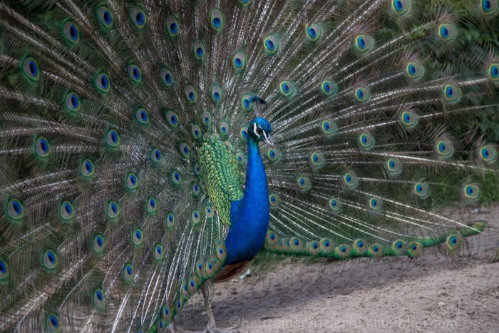Pfau