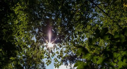 Licht