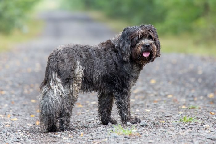 Hund