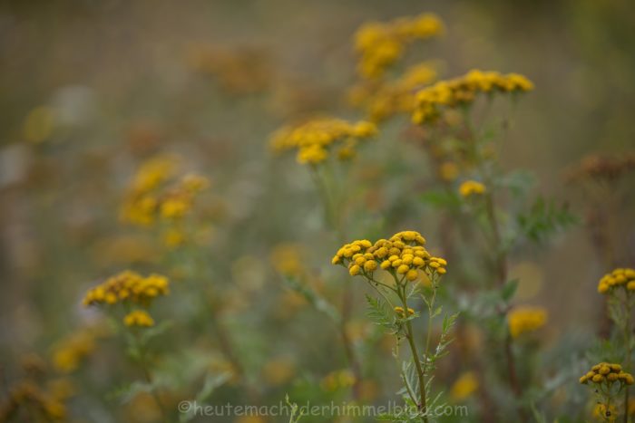 Sommerwiese