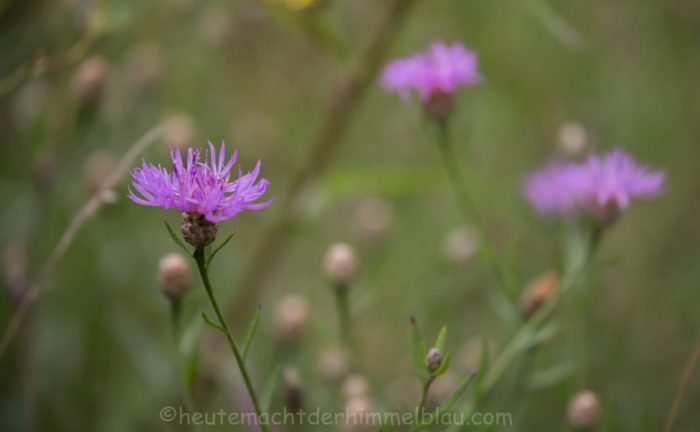 Sommerwiese
