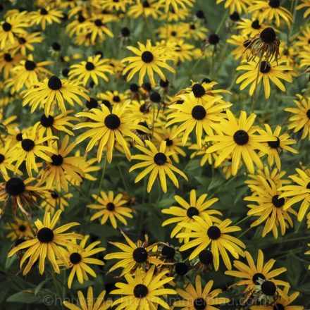 Herbstblumen
