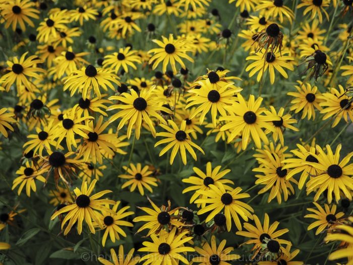 Herbstblumen