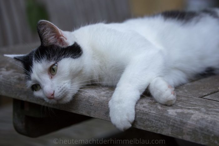 Katze