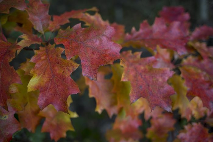 Herbst