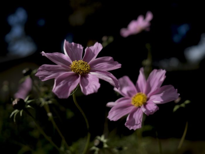 Blume