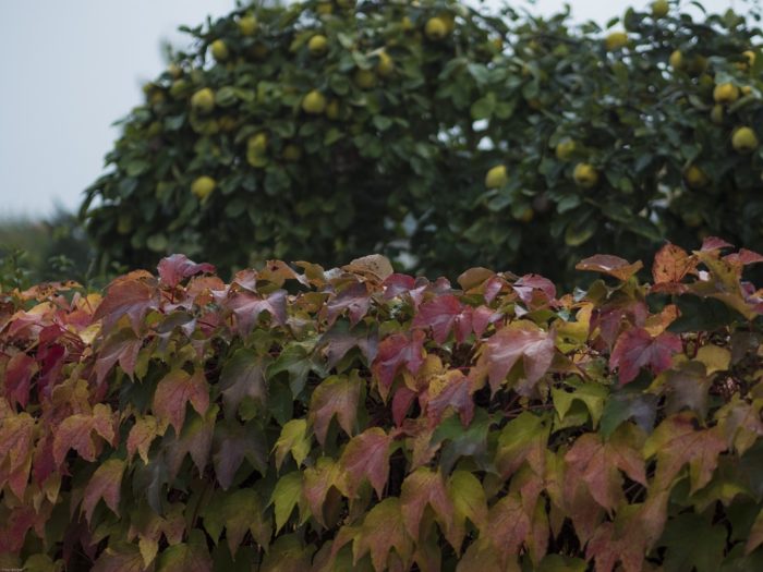 Herbstfarben