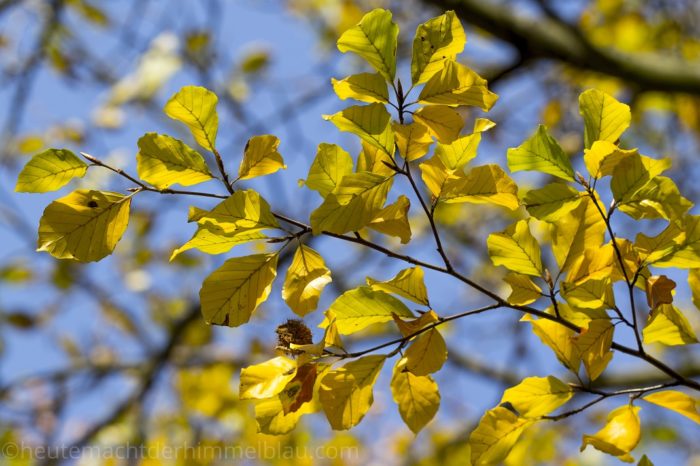 Herbstlicht