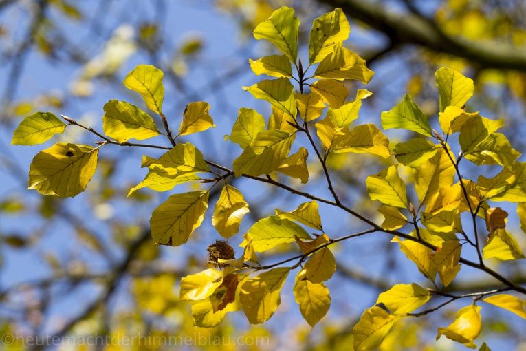Herbstlicht