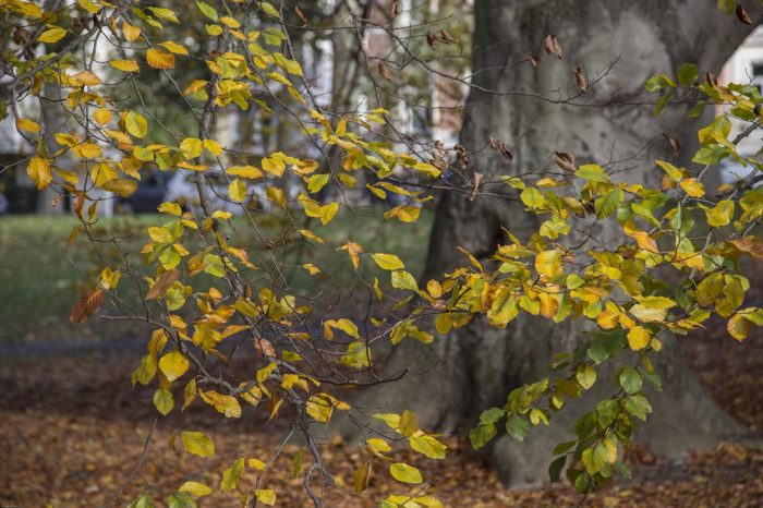 Herbst