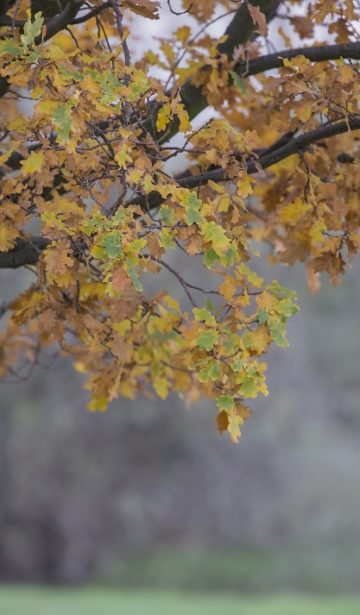 Herbst