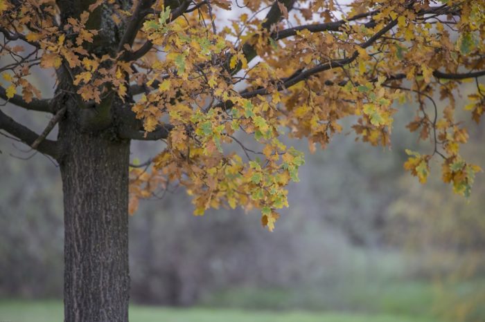 Herbst