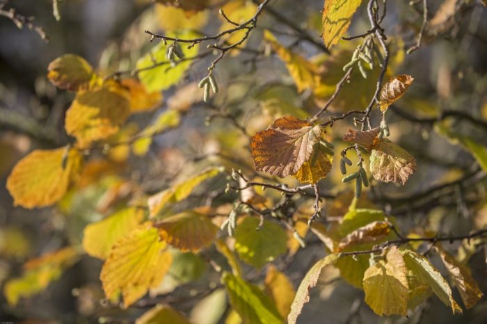Herbstglück