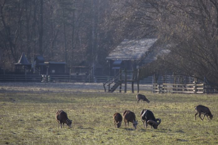Wildpark