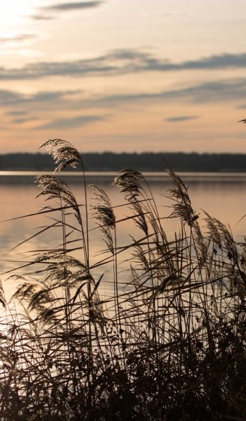 Markkleeberger See