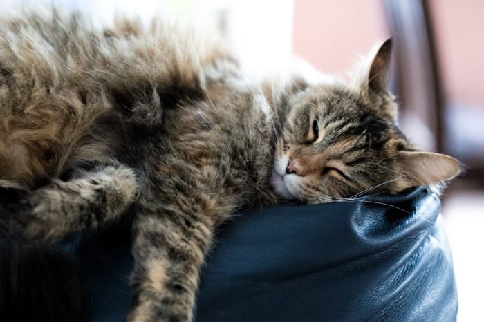 Katze