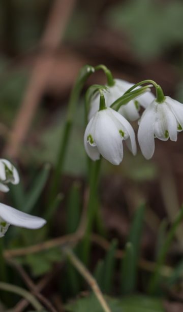 Schneeglöckchen