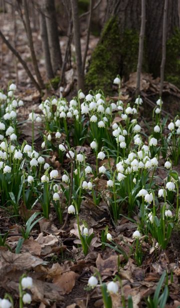 Wilde Frühblüher