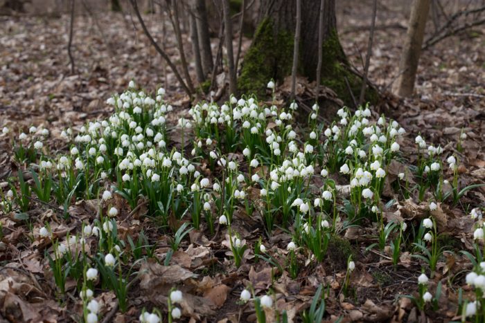 Frühblüher
