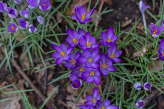 Krokus