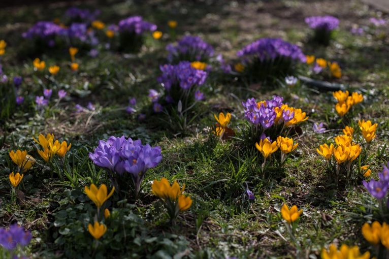 Krokusse