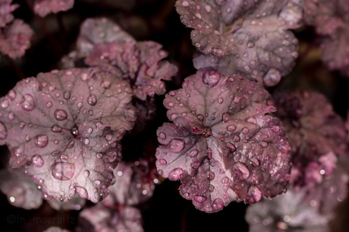 Heuchera
