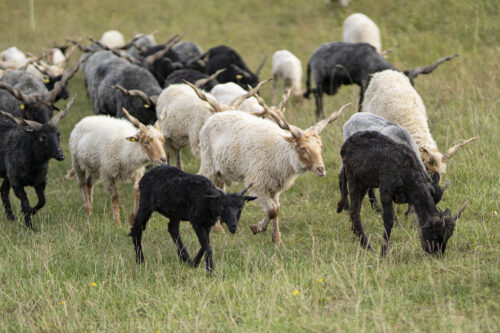 Monatscollage im September