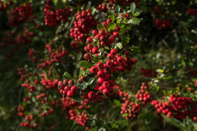 Herbstblumen